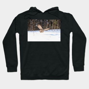 A Great Grey Owl in flight Hoodie